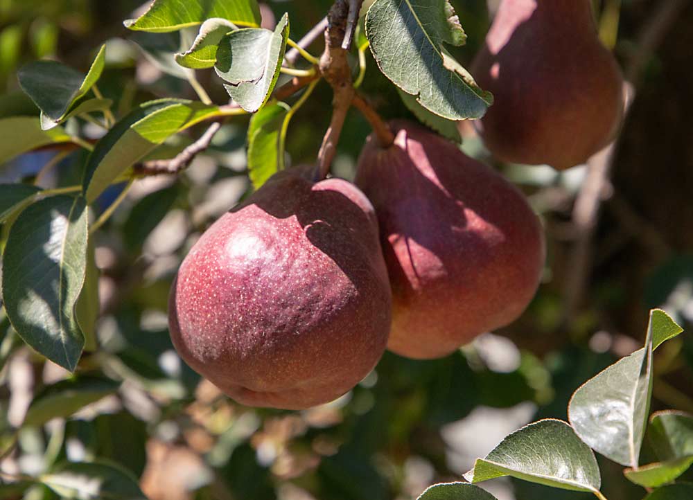 About 60 percent of Arceo’s Hailey Red pears, a chance sport of Red Bartlett, goes to the fresh market, a departure in the area that normally relies on canneries. (Ross Courtney/Good Fruit Grower)