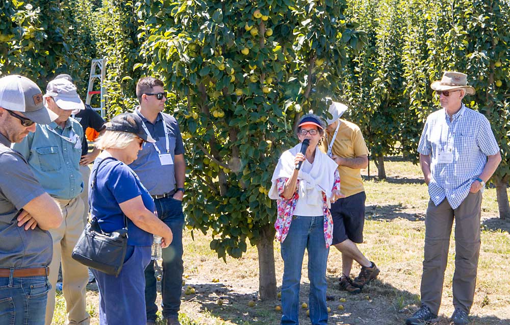 Rachel Elkins, a retired University of California Cooperative Extension specialist, discusses pear rootstocks with the IFTA crowd at Arceo’s farm. Winter Nelis and Old Home by Farmingdale 97 are the favorites on the river, though Arceo has participated in Elkins’ trials. (Ross Courtney/Good Fruit Grower)