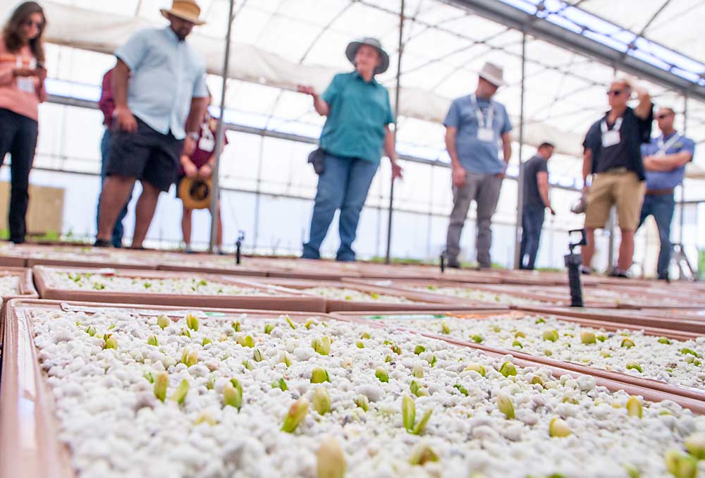 A tour group checks out peach seeds germinating in beds of perlite, peat moss, sand and slow-release fertilizers at Zaiger Genetics of Modesto, California, during the International Fruit Tree Association summer tour in July. The company plants about 70,000 fruit and nut seeds per year. (Ross Courtney/Good Fruit Grower)