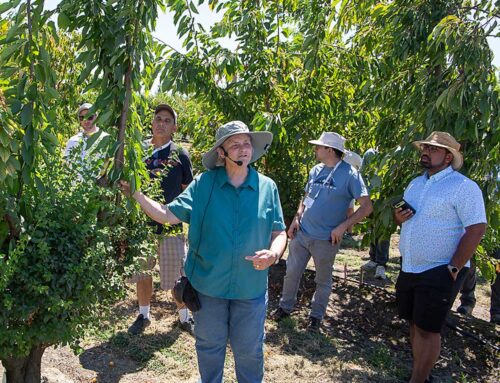 The chill factor for cherries in warmer climates