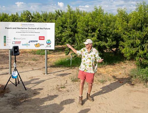 Sweet stops on California stone fruit tour