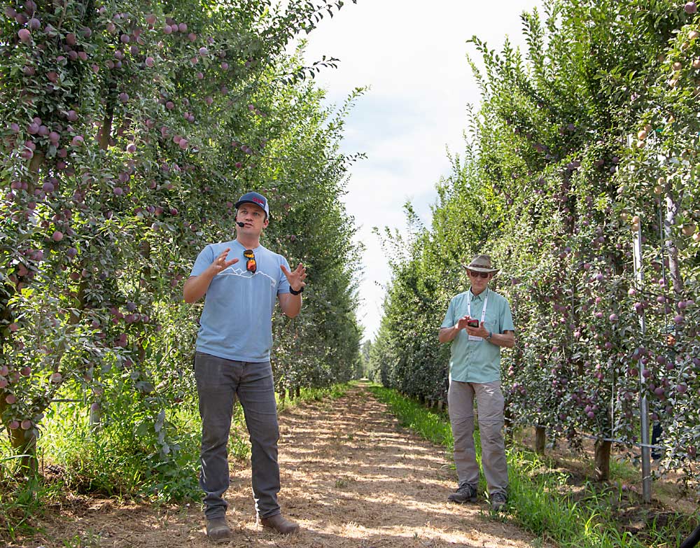 Drew Ketelsen of HMC Farms talks about his planar Honey Punch pluots in Kingsburg. (Ross Courtney/Good Fruit Grower)