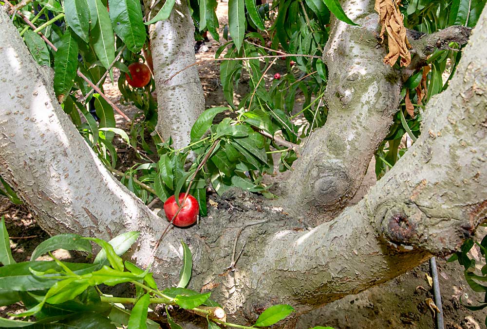 The quad V, an open vase with four leaders, is a common stone fruit training system in California. (Ross Courtney/Good Fruit Grower)