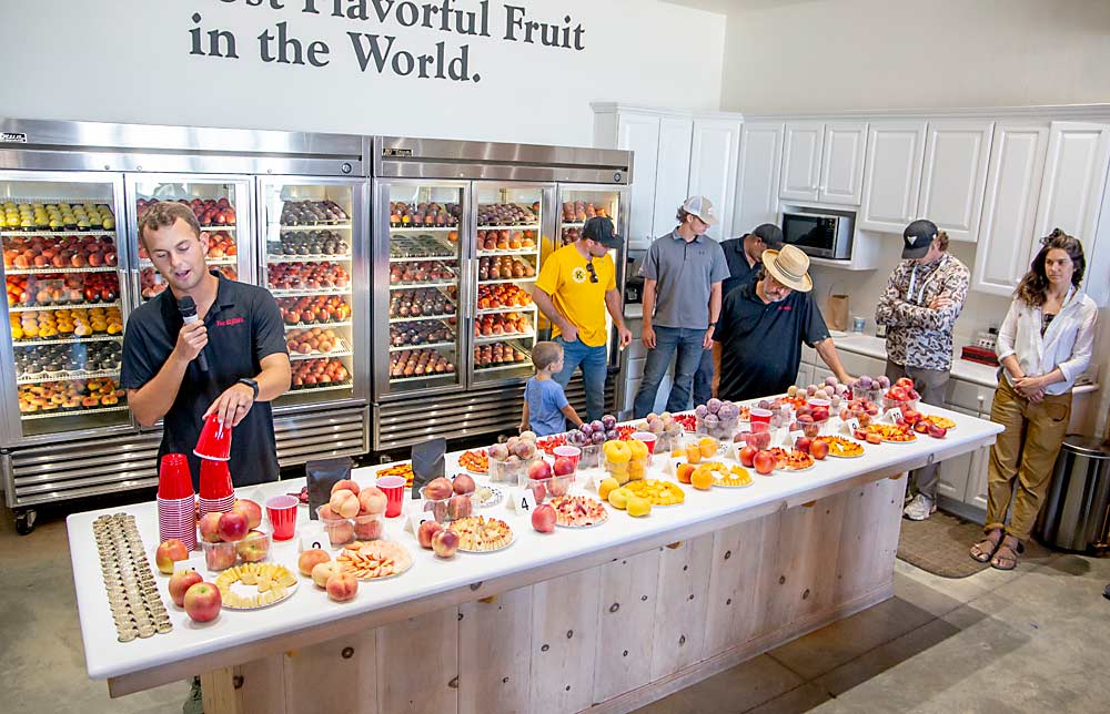 Jacob Peterson of Family Tree Farms describes the items on a table of sample fruit, including the new, early apple variety at the far left. The Reedley, California, company is leading the commercialization of the ZeeApple-1, bred at Zaiger Genetics in Modesto. (Ross Courtney/Good Fruit Grower)