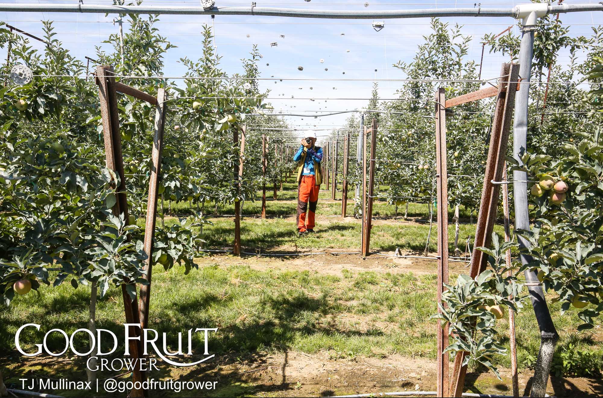 Travis Allan - We cut a 5 foot hole in the v-trellis so our four wheelers could pass through row to row.  <b> (TJ Mullinax/Good Fruit Grower)</b>