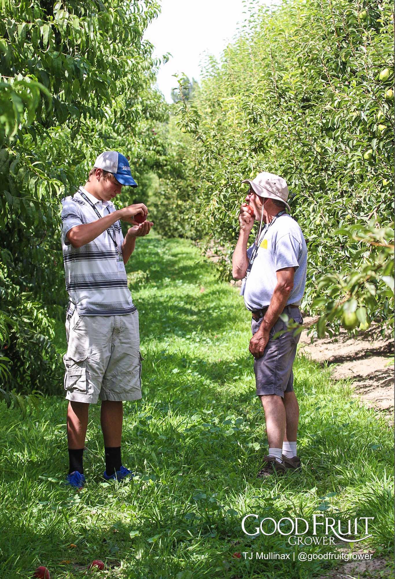IFTA summer tour attendees enjoy fresh peaches wrapping up day one at Hi-Point orchard near Mesa, Washington. <b> (TJ Mullinax/Good Fruit Grower)</b>