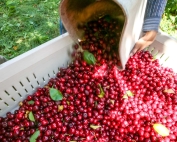 Sweetheart cherries being harvested for processing during the IFTA Washington tour in Selah, Washington on July, 2015. (TJ Mullinax/Good Fruit Grower)