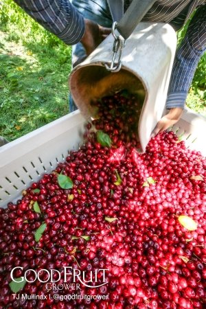 Sweetheart cherries being harvested for processing during the IFTA Washington tour in Selah, Washington on July, 2015. (TJ Mullinax/Good Fruit Grower)
