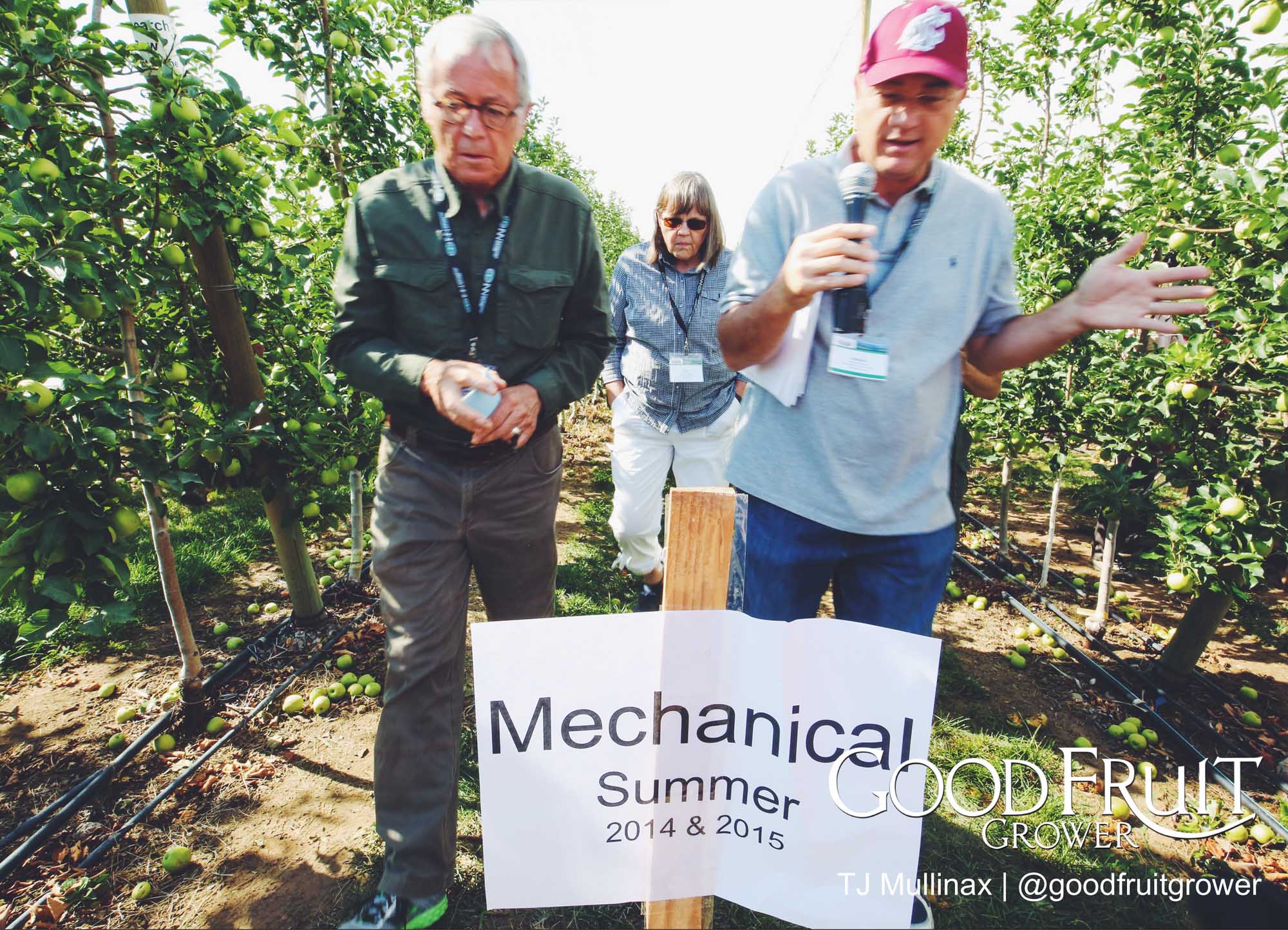 Stefano Musacchi - If you summer prune without shade cloth you are done. Sunburn will critically damage the crop. <b> (TJ Mullinax/Good Fruit Grower)</b>