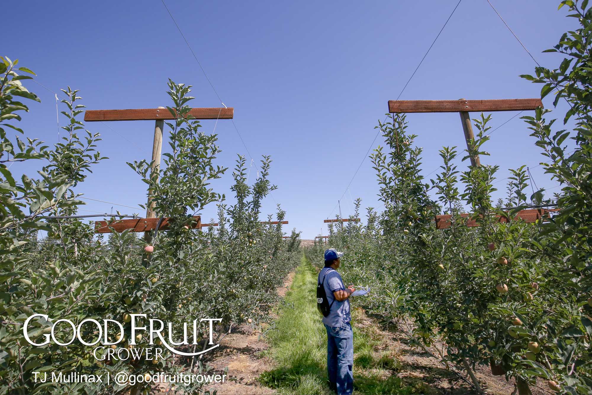 Scott Jacky - We'll need to put in additional supports and wires on this trellis system, but the cost was cheap at  $3,300 per acre. <b> (TJ Mullinax/Good Fruit Grower)</b>