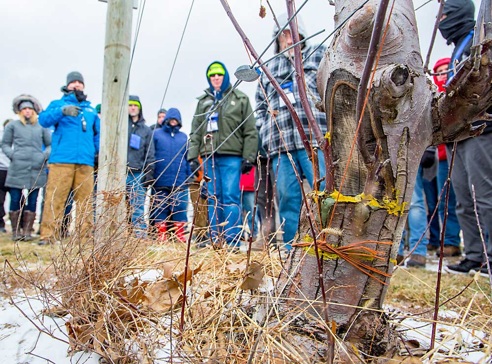 Robert Brown III, wearing a blue coat at far left, explains his beaver graft, shown in the foreground, to tourgoers visiting his Rochester, New York, farm as part of the International Fruit Tree Association’s annual meeting in February. (Ross Courtney/Good Fruit Grower)