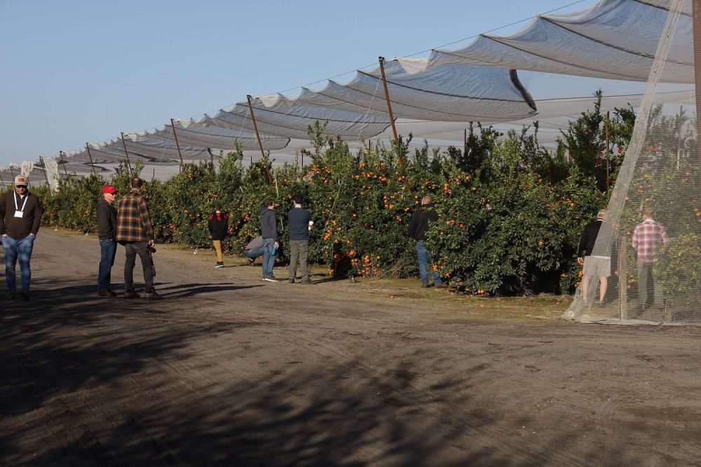 IFTA attendees also checked out some off-agenda citrus. (Kate Prengaman/Good Fruit Grower)