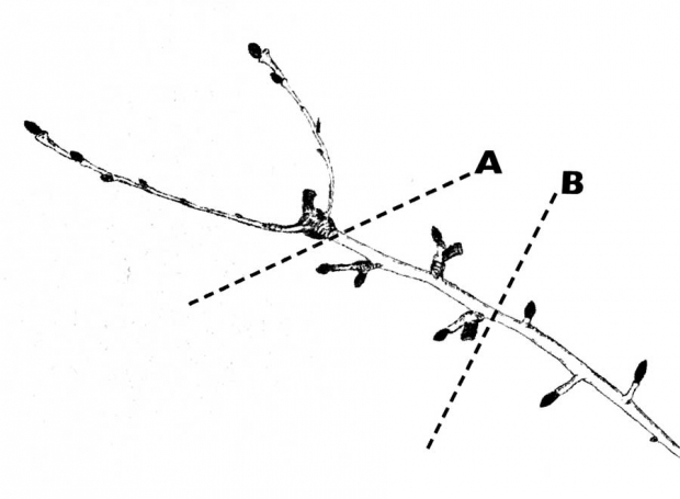 Figure 2: Two-year-old wood has set several pears at the tip end. Cut the wood at the ring (A) or deeper (B,) depending on the length and thickness of the wood, the number of the buds, and the vigor of the tree. Either cut will enhance fruit set and fruit size.