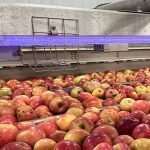 Lighting the way to pathogen control in the packing house IMG_3566-feat