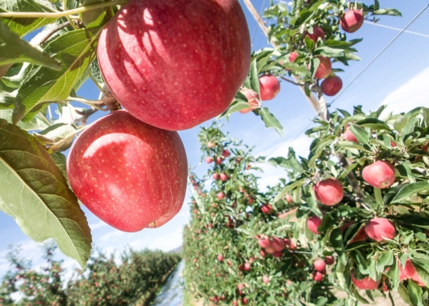 Gala apples ripening before harvest in a Wapato, Washington, orchard on August 24, 2017. (TJ Mullinax/Good Fruit Grower)