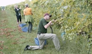 Field researchers harvest grapes at one of the locations in the nutrition study. The research group hopes to provide growers with nutrient sufficiency ranges for Frontenac, Marquette and La Crescent. Courtesy James Crants/University of Minnesota