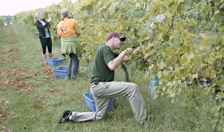 Field researchers harvest grapes at one of the locations in the nutrition study. The research group hopes to provide growers with nutrient sufficiency ranges for Frontenac, Marquette and La Crescent. <b>Courtesy James Crants/University of Minnesota</b>