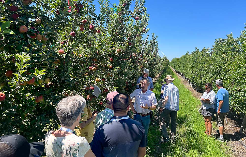 Grower Jeff Colombini of Lodi, California, shows his 30 trees of the new apple variety ZeeApple-1 to an International Fruit Tree Association summer tour group in July. (Ross Courtney/Good Fruit Grower)