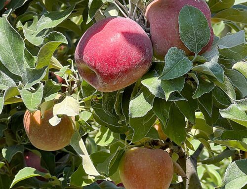 Early apple is on time for California market