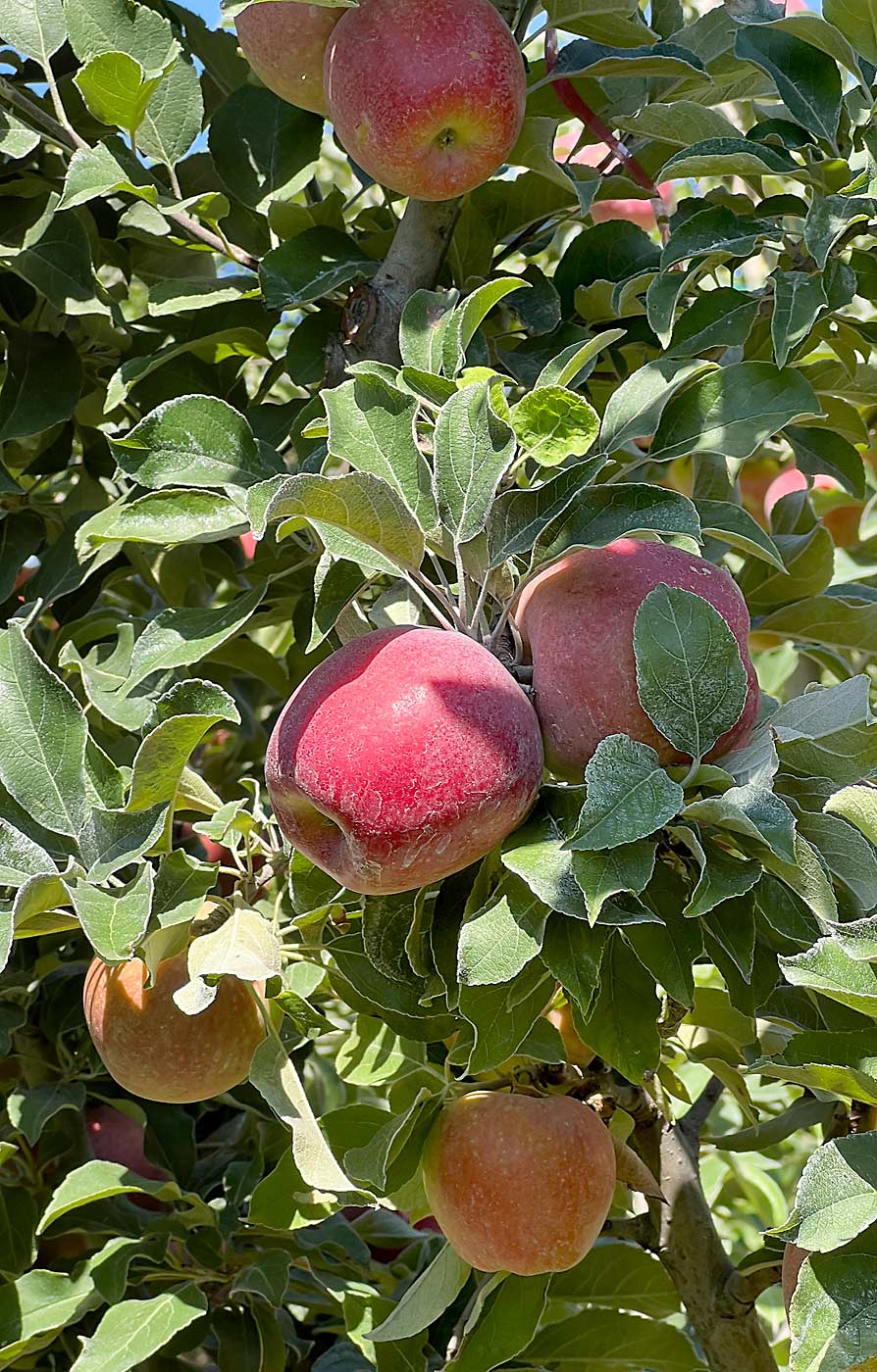 ZeeApple-1, bred to bloom and mature earlier than other varieties for the California market, nears harvest in mid-July in a Lodi, California, orchard. (Ross Courtney/Good Fruit Grower)