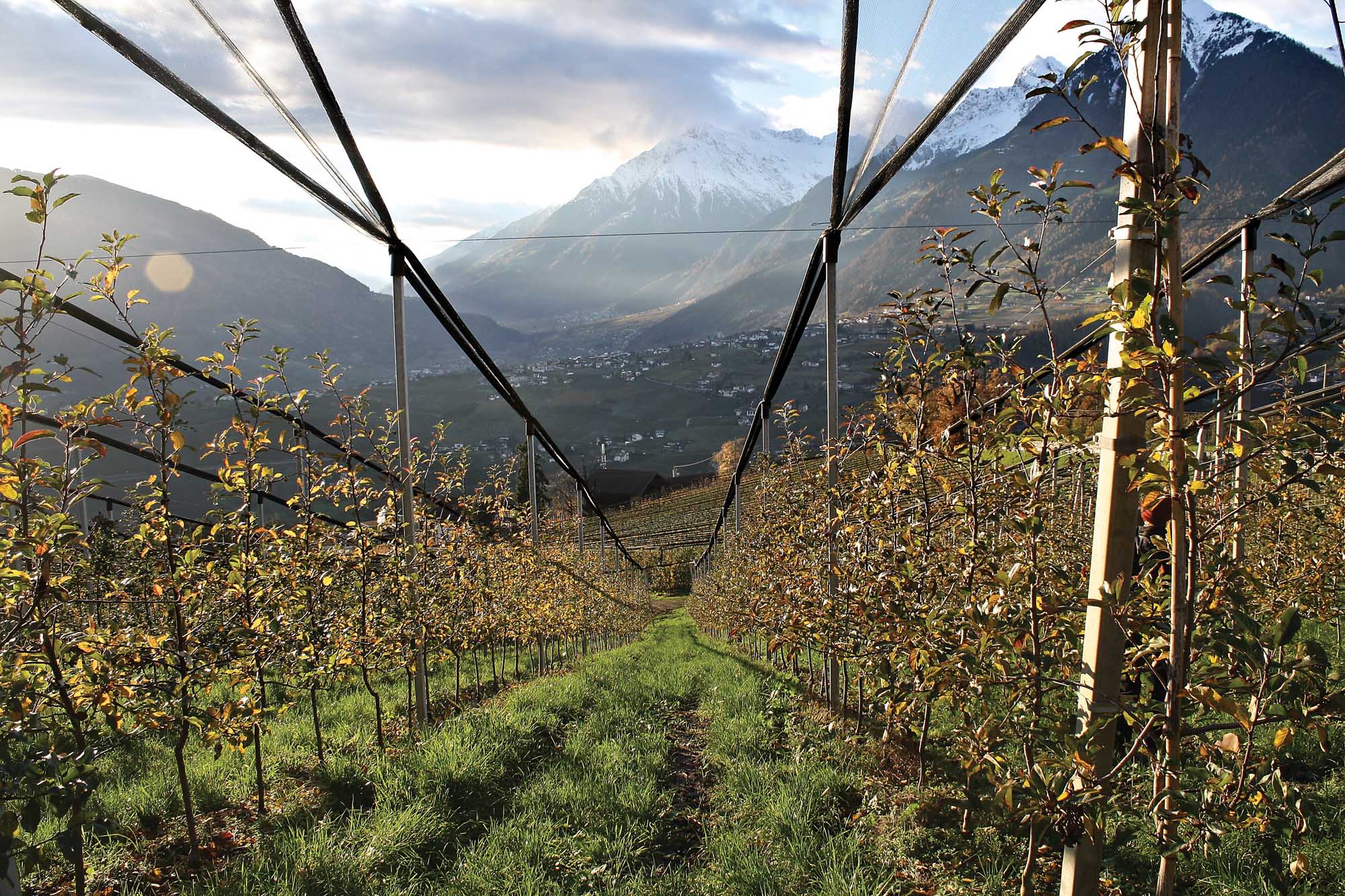 Nestled along the Alpine range, Italy’s northern province of South Tyrol (Sudtirol) has about 45,000 acres of apples, but most are on farms of less than 12 acres. Growers here collaborate in mighty cooperatives to produce about 58 million bushels each year. The 25-acre farm owned by grower Stefan Klotzner offers striking views.(Richard Lehnert/Good Fruit Grower)