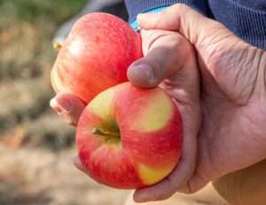 Pier Filippo Tagliani of Italy holds two WA 64 apples in October at the research farm during a tour led by International New-Varieties Network, contracted by WSU to commercialize the apple under the brand name Sunflare. (Ross Courtney/Good Fruit Grower)