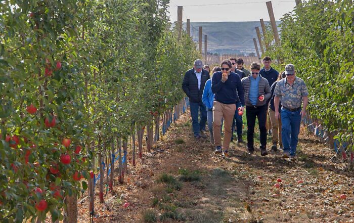 Washington State University has named International New-Varieties Network as the marketing agent for the yet-unnamed WA 64 apple. Members of the global nursery consortium toured the WA 64 demonstration blocks in October at the WSU Roza research orchard near Prosser. (Ross Courtney/Good Fruit Grower)