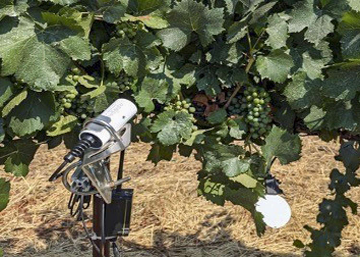 An infrared thermometer checking the temperature of a grapevine