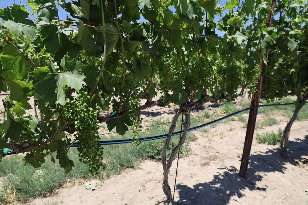 Zinfandel grapes growing in Idaho