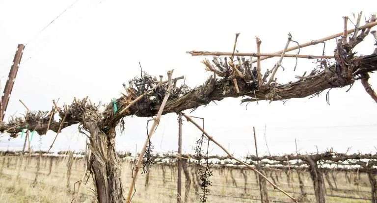 Grape growers facing a season without buyers for their fruit can cut back on irrigation and pruning to keep vines viable without cropping them. In this idled Mercer Ranches Syrah block near Alderdale, Washington, shown in February, viticulture director Richard Hoff (at right) intentionally lowered the blades of the prepruning machine, almost to the cordon, and will not bother sending a crew to hand prune afterward, as he normally would. (Ross Courtney/Good Fruit Grower)