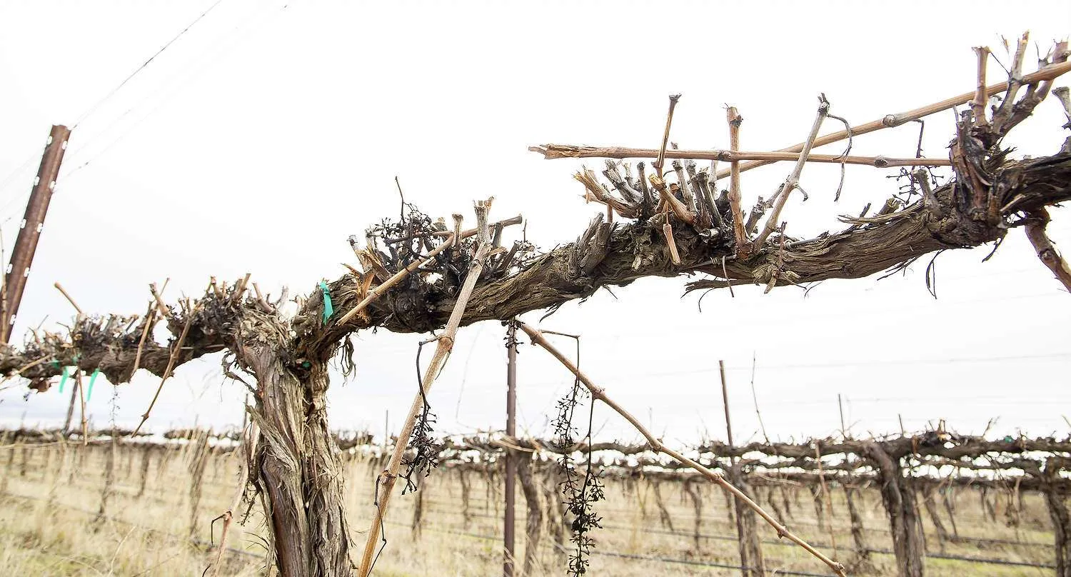 Grape growers facing a season without buyers for their fruit can cut back on irrigation and pruning to keep vines viable without cropping them. In this idled Mercer Ranches Syrah block near Alderdale, Washington, shown in February, viticulture director Richard Hoff (at right) intentionally lowered the blades of the prepruning machine, almost to the cordon, and will not bother sending a crew to hand prune afterward, as he normally would. (Ross Courtney/Good Fruit Grower)