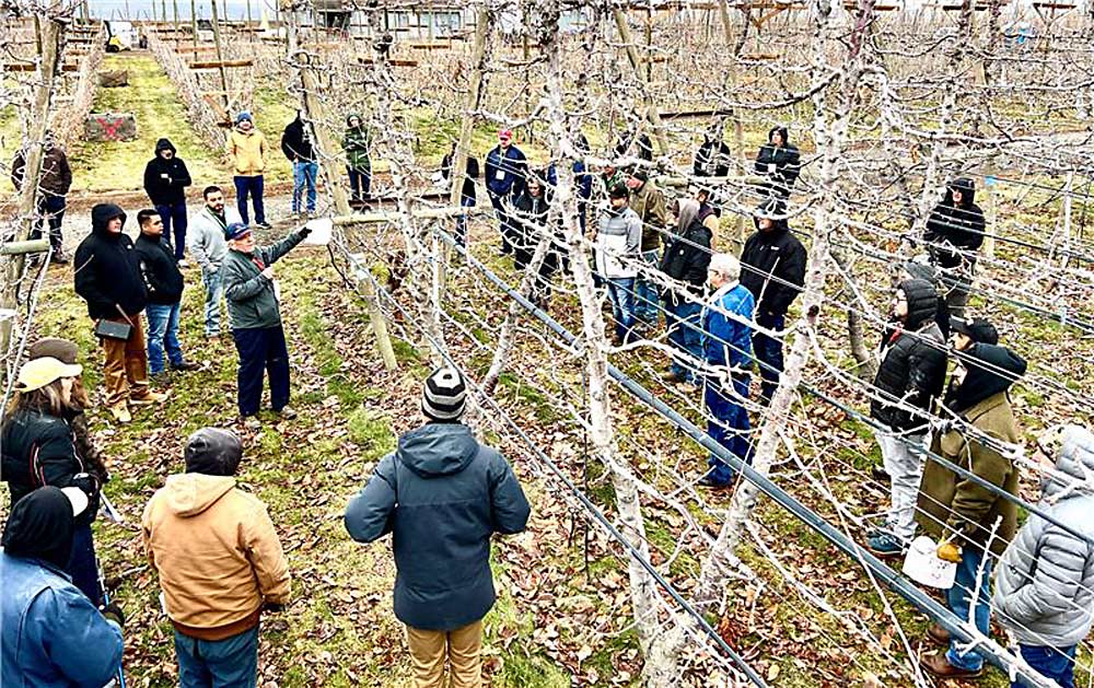 Dave Allan of Allan Bros. points out places he would make renewal cuts while leading a cherry orchard tour in Naches on Dec. 10 as part of the Washington State Tree Fruit Association Annual Meeting cherry session. (Ross Courtney/Good Fruit Grower)