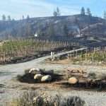 Wildfire damage to a North Central Washington vineyard.