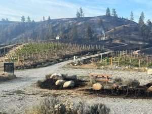 Wildfire damage to a North Central Washington vineyard.
