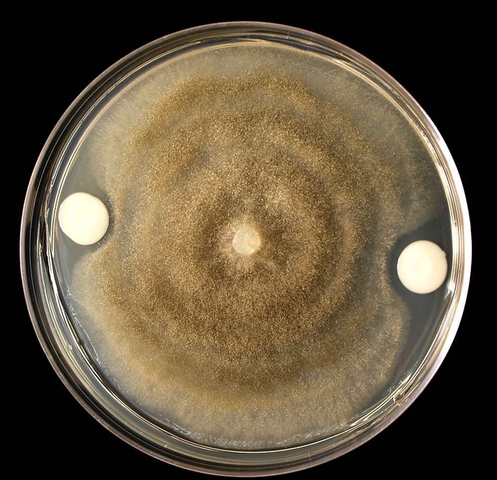 Growth inhibition of Botrytis cinerea 207b (left) in the presence of native yeast Meyerozyma guilliermondi P34D003 (right) on synthetic medium during studies at Washington State University in Pullman in 2015. The clear zone around the yeast indicates that it is producing a chemical that blocks pathogen growth. (Courtesy Xuefei Wang)