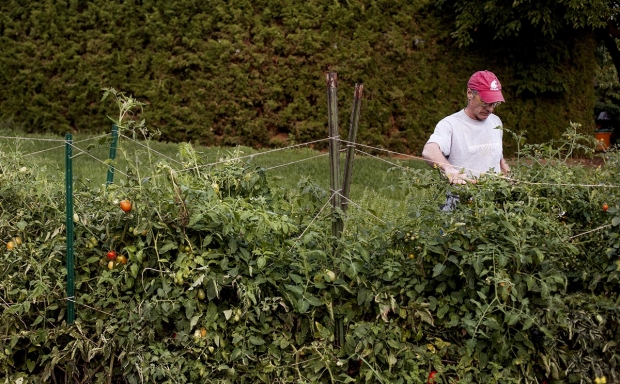 Jim McFerson tends his large garden looking for cherry tomatoes for dinner at his home outside of Wenatchee, Wash., on Sept. 16, 2013. (TJ Mullinax/Good Fruit Grower)