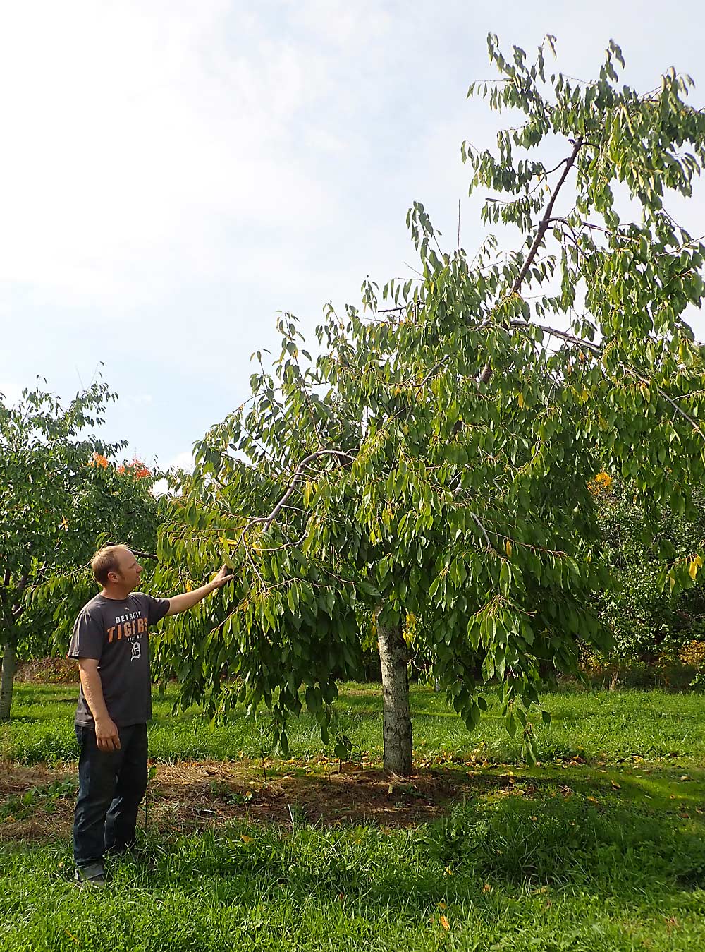 Richter is pleased with the tree recovery so far. This tree is typical of the response with 2 to 3 feet of new growth in 2018. (Leslie Mertz/for Good Fruit Grower)