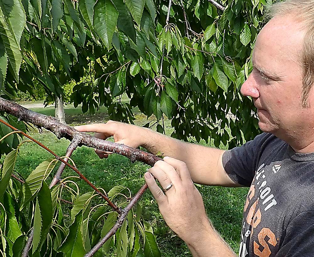 Jon Richter, owner of the 200-acre Richter Farm in Leelanau County, Michigan, examines a branch of a sweet cherry tree while looking for San Jose scale, which took a heavy toll on his trees in 2017. He says he lost 10 to 15 percent of the bearing surface in the trees. Those hit hardest were light sweet cherries, especially Gold, but some dark red varieties were also affected. (Leslie Mertz/for Good Fruit Grower)