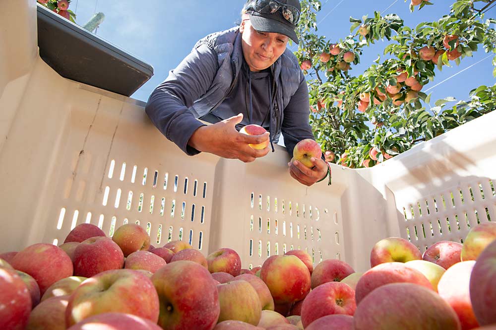 Ancelma Barajas checks bins of Firestorm Honeycrisp, an early, red strain, in August at Jones Farms in Zillah, Washington. With a more modest Honeycrisp crop across the nation, the industry hopes prices for the top-priced core variety will recover and lift the rest of the category with it this year. (Ross Courtney/Good Fruit Grower)