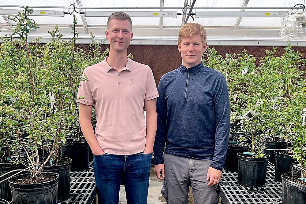 Michigan State University researchers Josh Vander Weide, left, and Tim Miles received $3.95 million from the U.S. Department of Agriculture to study blueberry fruit rots and fungicide resistance. Miles is leading the nationwide project. (Courtesy Tim Miles/Michigan State University)