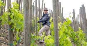 Julie Tarara scouts for powdery mildew in a steep vineyard