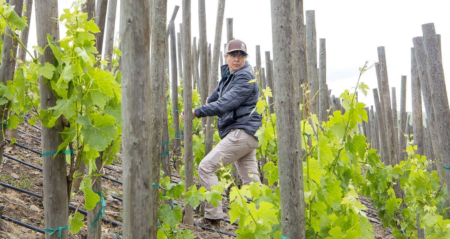 Julie Tarara scouts for powdery mildew in a steep vineyard