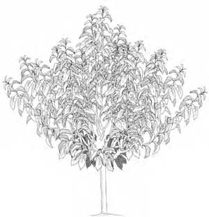 Kym Green Bush