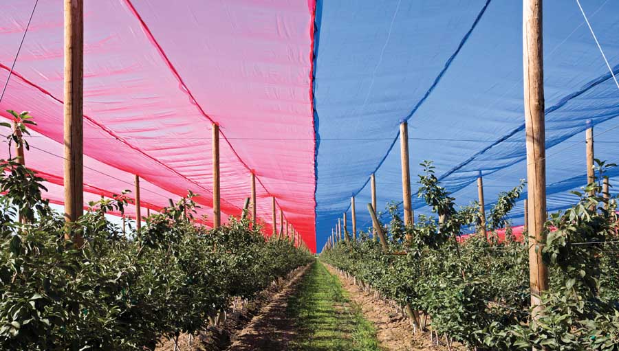Red and blue netting are suspended above Honeycrisp apples near Quincy, Washington. <b>(TJ Mullinax/Good Fruit Grower)</b>