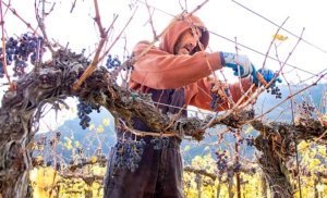 Vineyards require a lot of skilled labor, but local workers are increasingly in short supply. Here, Bob Miller harvests Merlot grapes at a Lake Roosevelt vineyard near Creston, Washington, in 2016. (Shannon Dininny/Good Fruit Grower)