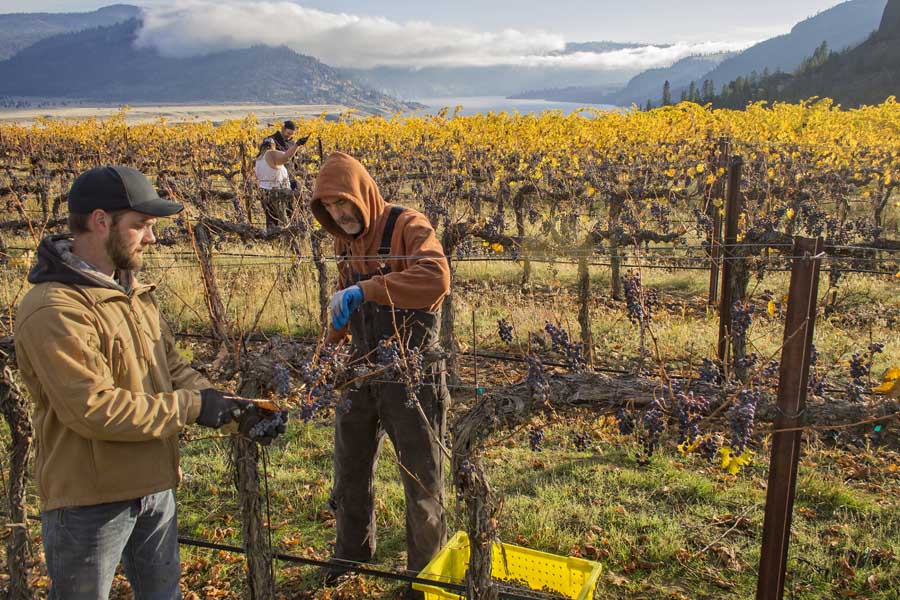 Josh Ward, left, and Bob Miller join other workers in harvesting Merlot grapes in November 2016 at Lake Roosevelt vineyard near Creston, Washington. The south-facing vineyard sits atop a cliff with basalt walls behind it. High above the cliff on the plateau stretch miles of wheat fields. Below it lies Lake Roosevelt, a Columbia River reservoir built behind Grand Coulee Dam. Inset at left: Merlot grapes await crushing. <b>(Shannon Dininny/Good Fruit Grower)</b>