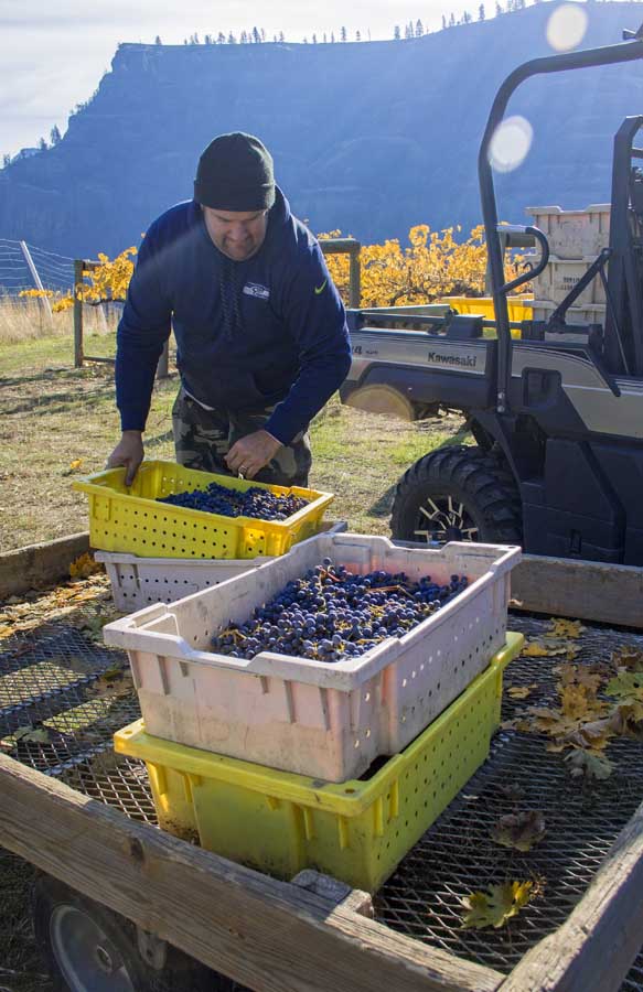Michael Haig, viticulturist, winemaker and co-owner of Lake Roosevelt Wine Co., loads freshly picked Merlot grapes onto a rig to transport downhill to the winery. <b>(Shannon Dininny/Good Fruit Grower)</b>