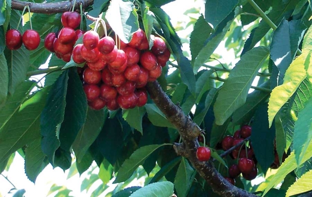 Research over the past two years shows irrigation can be reduced prior to harvest without harming sweet cherry fruit yield or quality for some varieties, including Lapins. <b>(Good Fruit Grower file)</b>