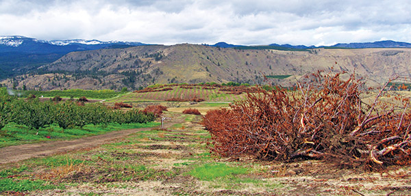 These cherry trees near Wenatchee, Washington, were cut down in early fall because of little cherry disease 2. Tim Smith says many more infected trees and orchards will be coming out in the near future.