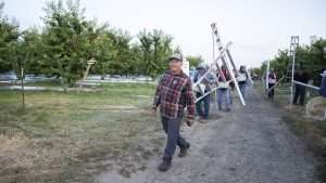 Lupe Muñoz, a longtime Central Washington orchard manager, captains a cherry harvest in June 2025 for River Valley Fruit near Grandview, Washington. The Mexican immigrant received legal status during the 1986 amnesty program and became a U.S. citizen in 1991. (Ross Courtney/Good Fruit Grower)